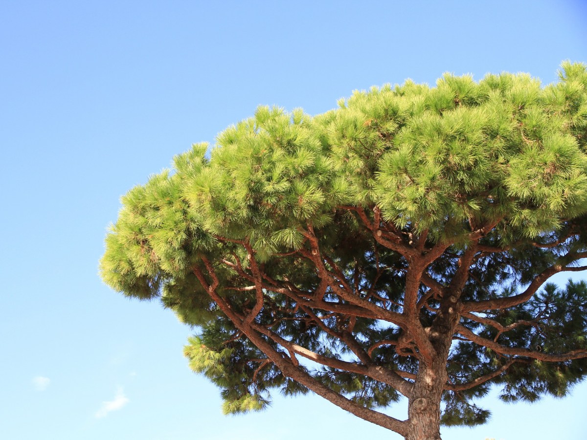 Pinus pinea